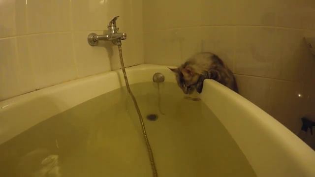 Мейн Кун Шэри в ванной (часть 6) смотреть онлайн