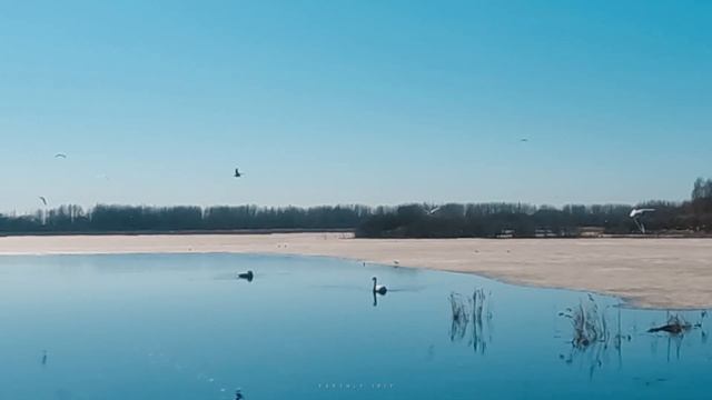 На озере, возле лебедей | ASMR смотреть онлайн