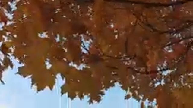 ОСЕННЕЕ ОЧАРОВАНИЕ Необыкновенная красивая Романтическая осенняя музыка Любви! Лучшая для души Rela смотреть онлайн