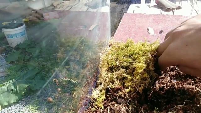 Как обустроить террариум для прытких ящериц???