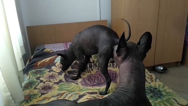 Ксоло смотреть онлайн