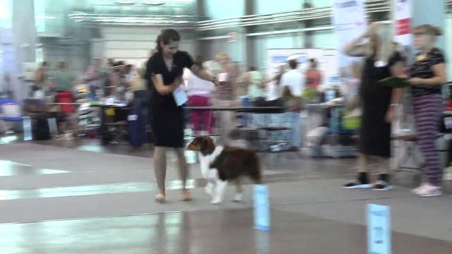 ринг беби и щенки австралийской овчарки «ГРАН-ПРИ ПЕТЕРБУРГ» 22.07.18 смотреть онлайн