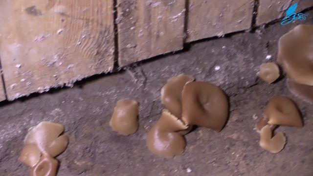 В Слониме и зимой растут грибы, правда в подвале многоэтажного дома смотреть онлайн