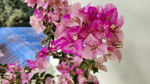 Bougainvillea Cultivar ▏ Chitra Batik ▏