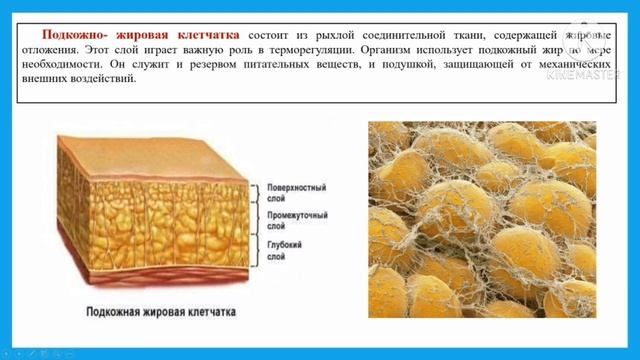 3 четверть Урок 3 Биология 8 класс