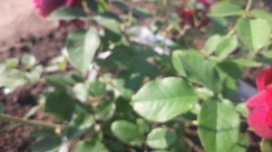 РОЗЫ.??? Дарси Бассел. Английская роза Девида Остина.