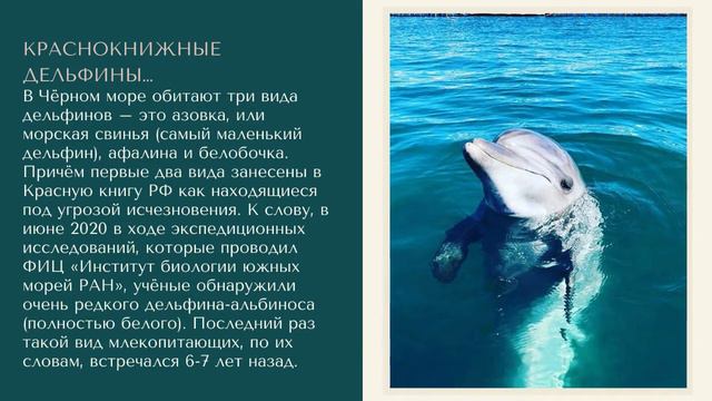 Черное море - чудо природы смотреть онлайн