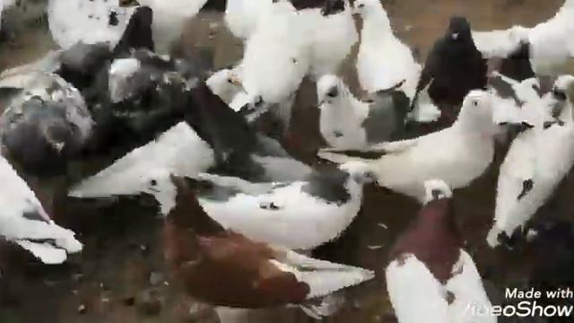 Бакинские голуби Гусейнова Асима! г.Ижевск! смотреть онлайн