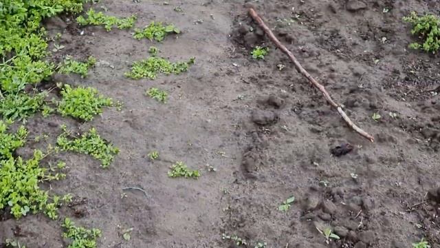 Маравилла крапивкой по 100руб, предложение ограничено. смотреть онлайн