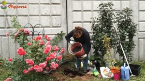 Посадка клематиса осенью