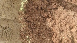 Посадка голубики, 1-часть. Высаживаем плодоносящие кусты голубики Краснодарский край.