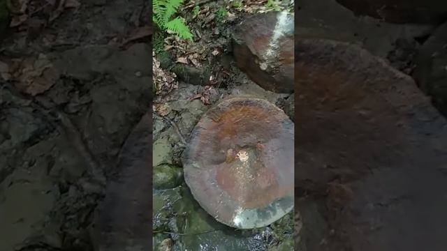 В каких камнях встречаются аммониты смотреть онлайн