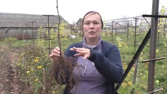 08 - Подрезка корней винограда при посадке. Корни у саженцев с ОКС и ЗКС смотреть онлайн