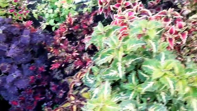 200 кустов ХРИЗАНТЕМ в саду у Натальи, обзор: мультифлора и другие цветы смотреть онлайн