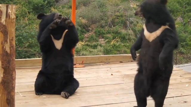 Медведи танцуют за еду смотреть онлайн