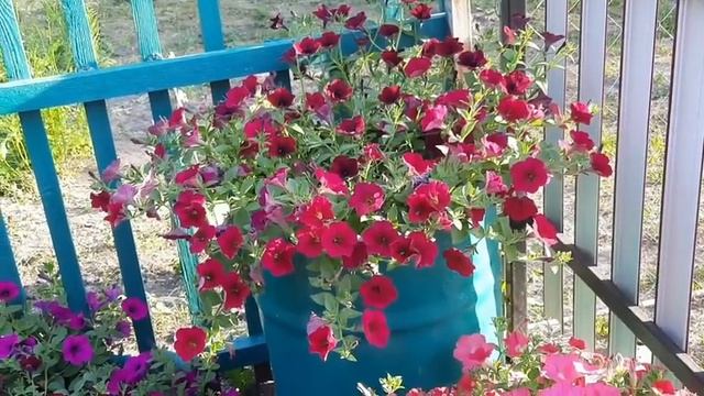 КОМПОЗИЦИИ ИЗ ПЕТУНИИ.ИХ СОРТА И СОЧЕТАЕМОСТЬ. смотреть онлайн