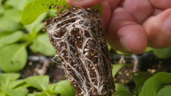 FotoFinish® Petunia Propagation Tech Tips