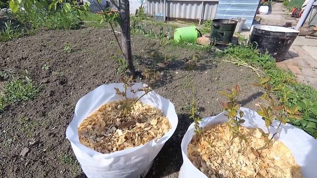 Как не надо делать капельный полив из пластиковых бутылок смотреть онлайн