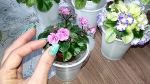 Фиалки у Алисы. Обзор цветущих фиалок. Фиалки мини.