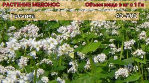 Медоносные растения