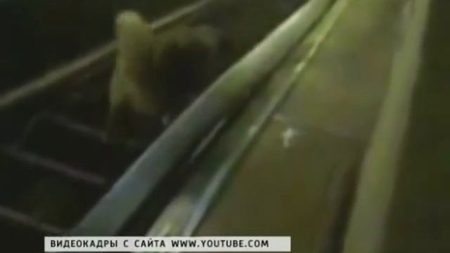 Собаки в метро смотреть онлайн