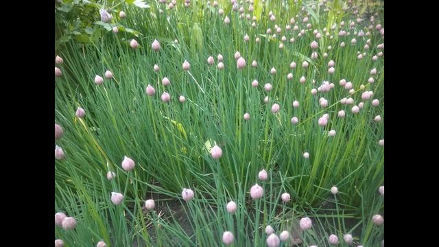 Летние фото работы- прошу оценить! смотреть онлайн