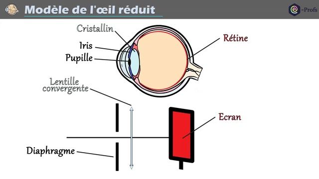 Modèle réduit de l'oeil ?️ (vision et image) | Physique - Chimie смотреть онлайн