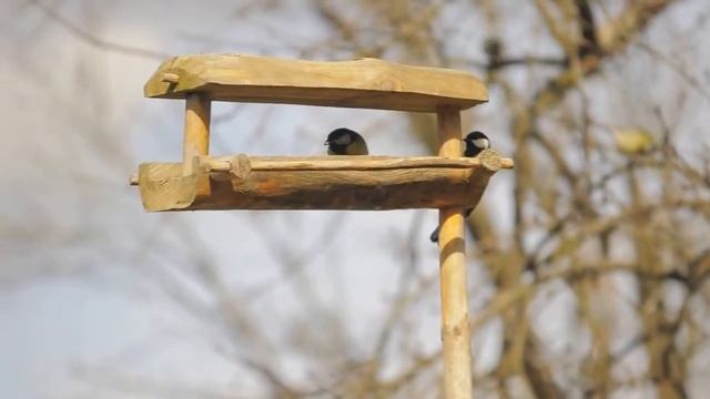 Синички у кормушки 2 смотреть онлайн