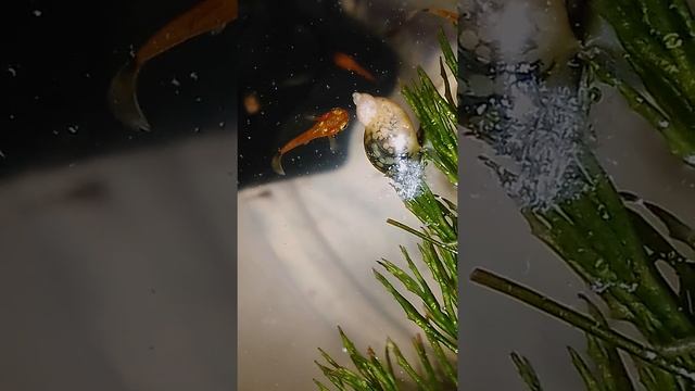 кормление мальков меченосца смотреть онлайн