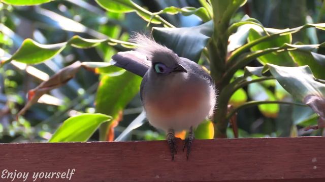 Calming Music that Heals Stress, Stop Anxiety, Depression • Beautiful Bird Singing in the Forest #3 смотреть онлайн