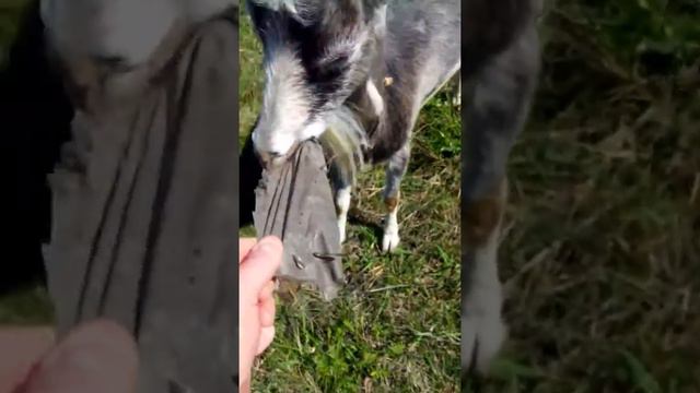 Сельская коза употребляет полиэтилен )))) смотреть онлайн