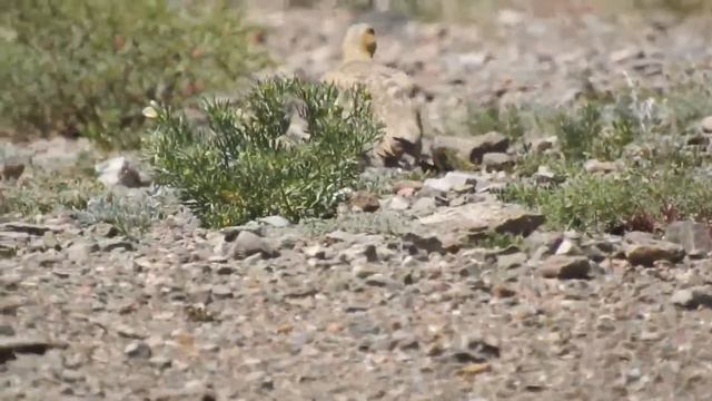 Саджа смотреть онлайн