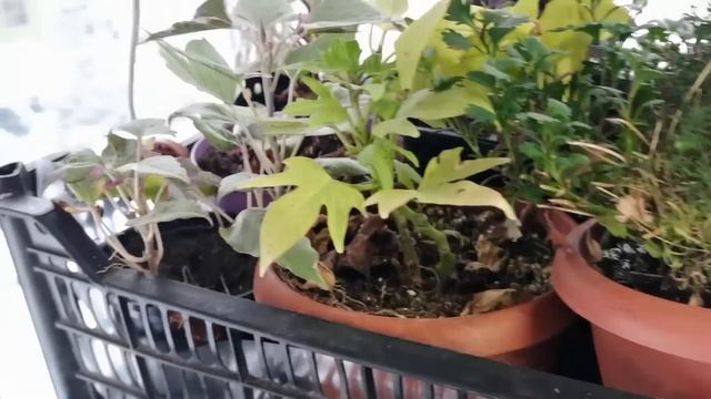 Не переборщите с подкормками в зимний период. смотреть онлайн