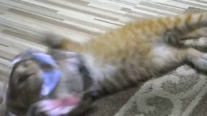 Котенок злится (angry cat)