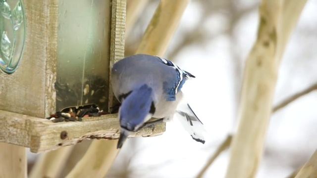 Greedy Bird! смотреть онлайн