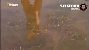 Анаконда  Королева змей   Супер хищник   NAT GEO WILD