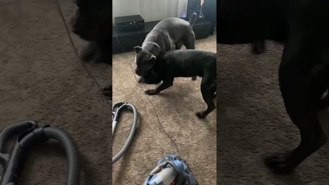 В этом весь Талисманtttt cane канекорсо canecorso canecorsoitaliano канекорсоитальяно