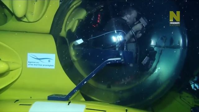 Как ходит по дну Средиземного моря красный морской петух (Trigla lyra). смотреть онлайн