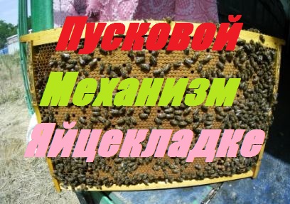 Без стимуляции,ускоренное весеннее развитие пчелосемей на Белую акацию.Пчелы без мёда резко стартуют смотреть онлайн