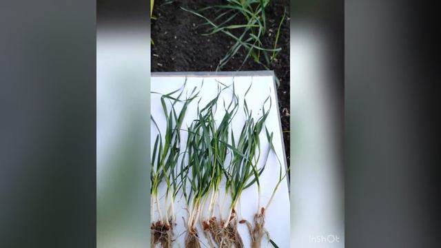 Озимая пшеница. Ахмат. 03.11.2022 Ростовская область. смотреть онлайн