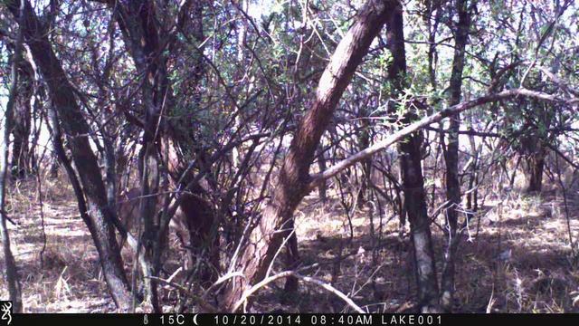 Male Impala antelope on trail camera in South Africa смотреть онлайн