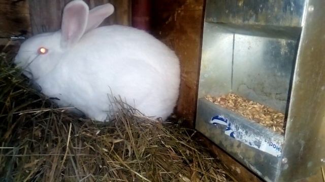 КРОЛЬЧИХИ ЗИМОЙ не приходят в ОХОТУ/ ЧТО ДЕЛАТЬ!!? смотреть онлайн