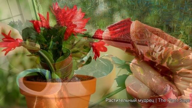 КАК ЗАСТАВИТЬ ДЕКАБРИСТ ЦВЕСТИ! САМЫЕ ВАЖНЫЕ ДЕЙСТВИЯ! HOW TO MAKE A CHRISTMAS CACTUS BLOOM! смотреть онлайн