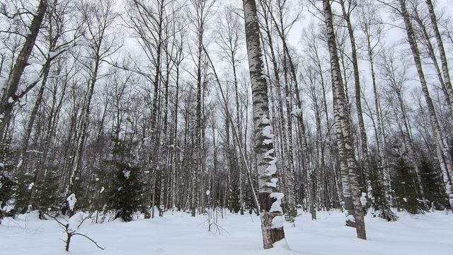 Заснеженный лес. ч.11. Февраль 2024 смотреть онлайн