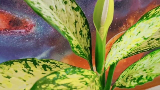 Цветение Диффенбахии Везувий ? смотреть онлайн