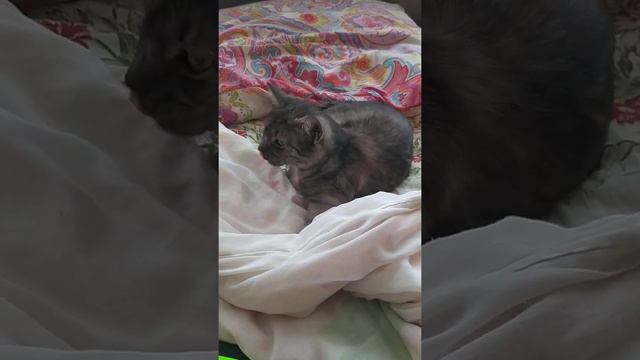 БЕДНЫЙ КОТЕНОК КАШЛЯЕТ смотреть онлайн