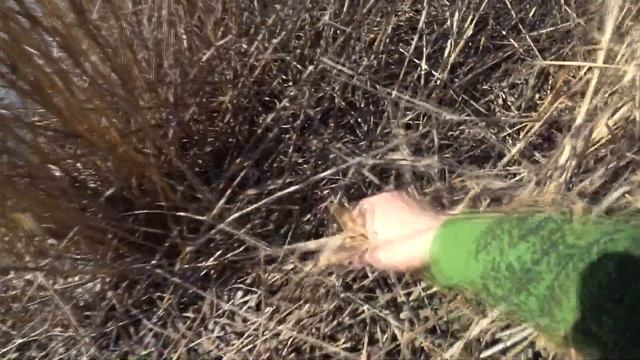 Готовлю сырный суп,открытие рыбного сезона! смотреть онлайн