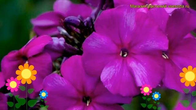 Флокс метельчатый Делила. Краткий обзор, описание характеристик phlox paniculata Delilah смотреть онлайн