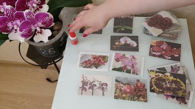 Маркировка орхидей | Marking Of Orchids | Орхидеи | Orchid