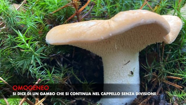 Lo steccherino dorato: un commestibile che vi darà soddisfazione смотреть онлайн